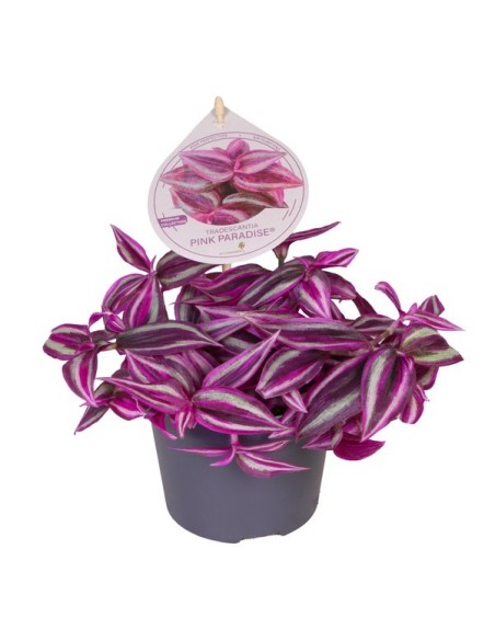 Tradescantia Fluminensis Pink Paradise planta interior hojas rosa verde fácil cuidado Endanea Garden