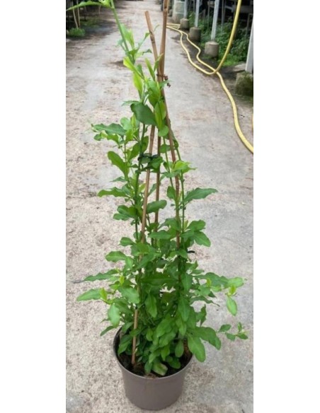 Plumbago Auriculata - Planta con Flores Azules y Crecimiento Vigoroso