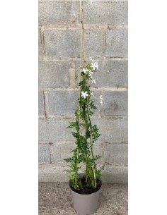 Jazmín Grandiflorum 120 cm  Planta aromática con flores blancas en maceta 23 cm