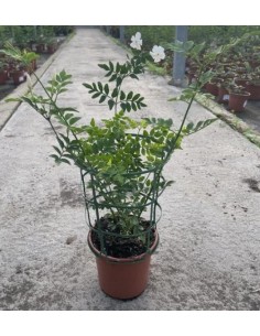 Jazmín Grandiflorum 13cm  Planta trepadora con flores blancas y aroma intenso

