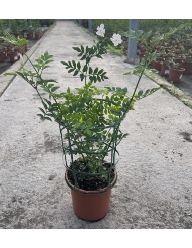 Jazmín Grandiflorum 13cm  Planta trepadora con flores blancas y aroma intenso

