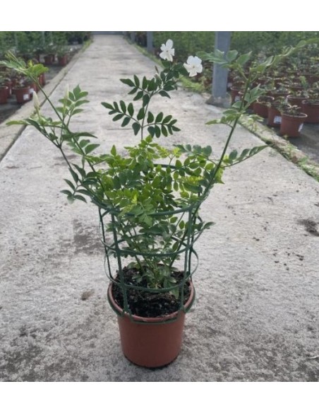 Jazmín Grandiflorum 13cm  Planta trepadora con flores blancas y aroma intenso

