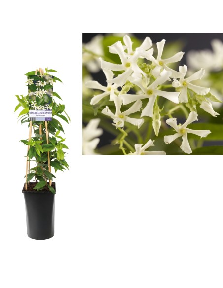 Trachelospermum Jasminoides  Planta Trepadora Perenne con Flores Blancas | Endanea Garden

