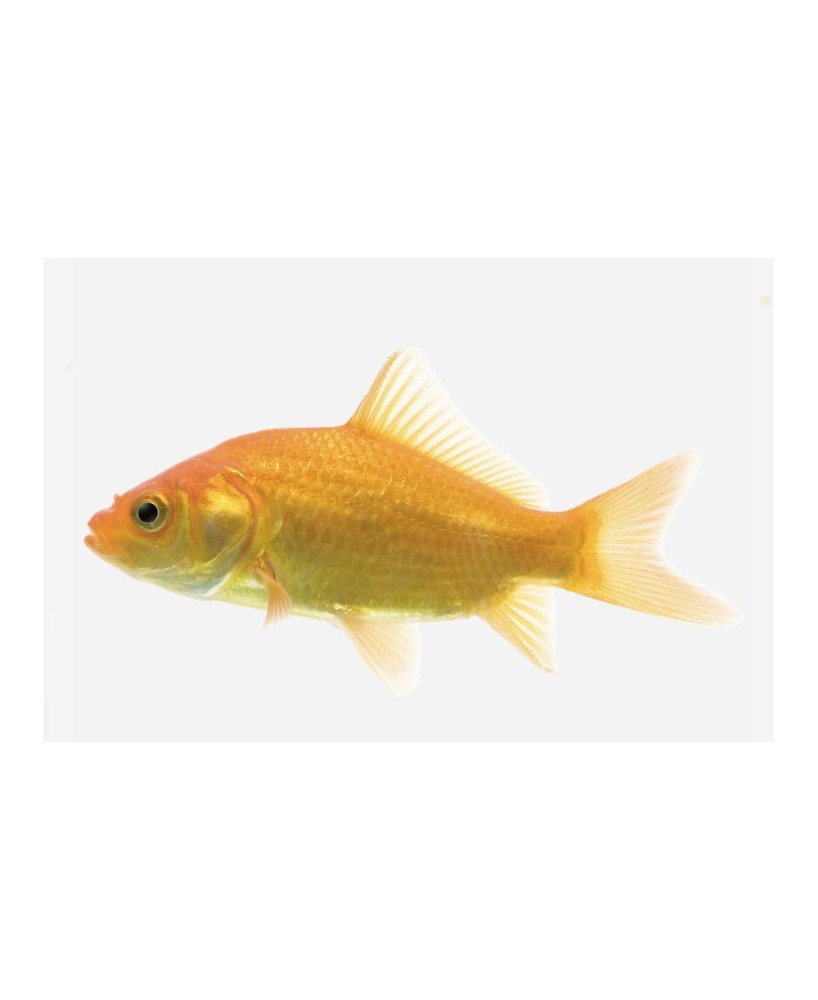 COMETA AMARILLO 4-5CM