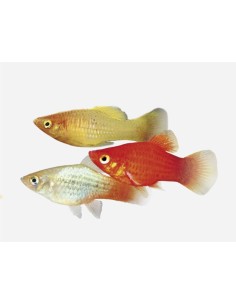 PLATY SURTIDO 2-3CM