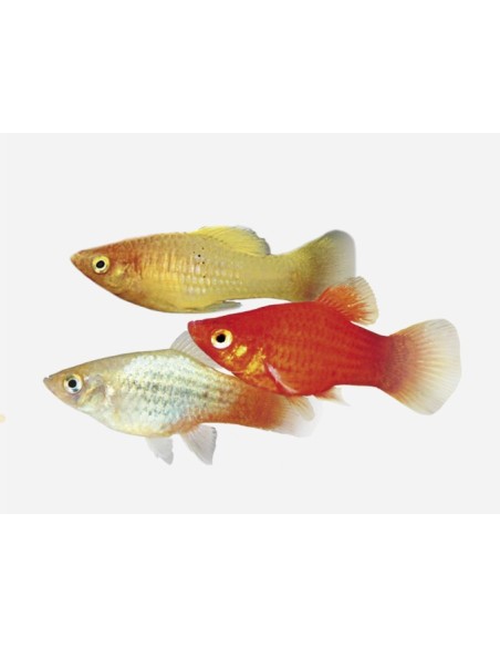PLATY SURTIDO 2-3CM