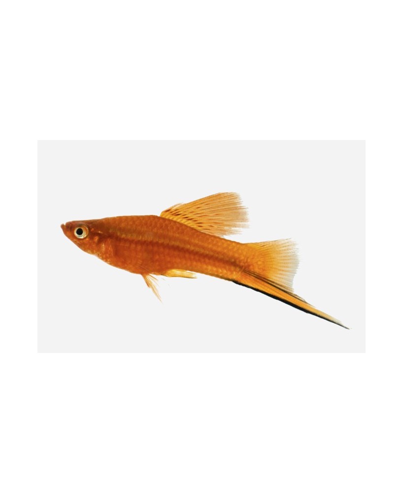 XIPHO ROJO
