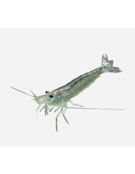 GAMBA CARDINA JAPONICA 2.5-3CM