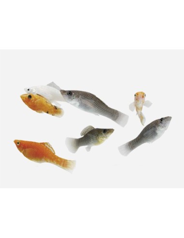 MOLLY SURTIDO 3.5-4CM