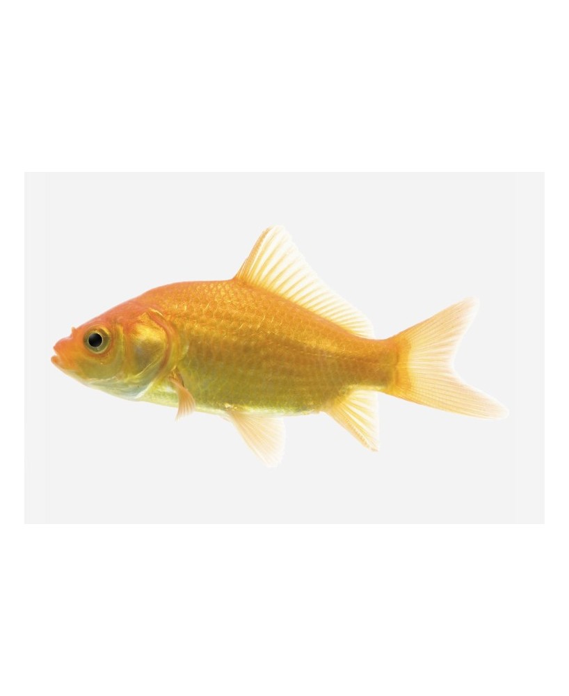 COMETA AMARILLO 5-8 CM BSF