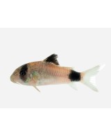 CORYDORAS PANDA 2,5-3CM