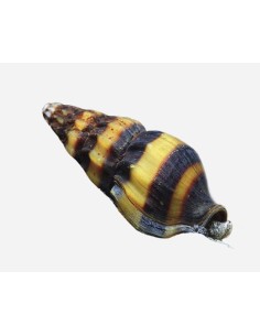 CARACOL COME CARACOLES - ANENTOME HELENA 1-1,5CM