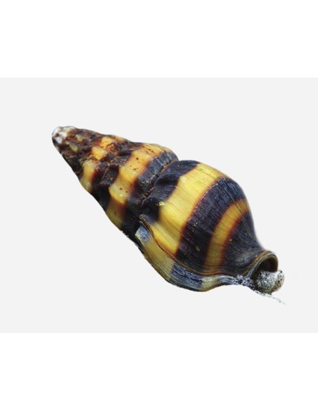 CARACOL COME CARACOLES - ANENTOME HELENA 1-1,5CM