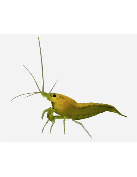 GAMBA AMARILLA FUEGO 1,5-2CM