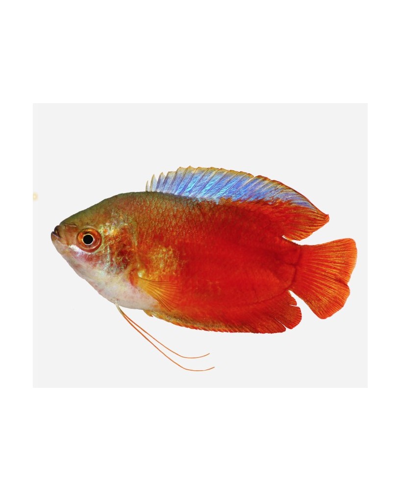 COLISA ROJO MACHO 5-5.5 CM
