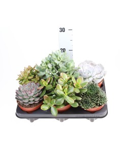 Suculenta Mix Endanea Garden  Variedad de Suculentas Decorativas y Fáciles de Cuidar

