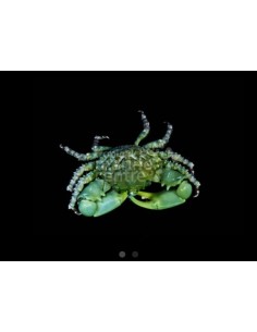 MITHRACULUS SCULPTUS  ME