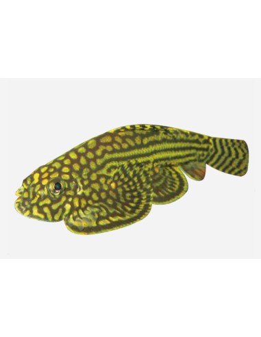 SEWELLIA LINEOLATA 4-5CM