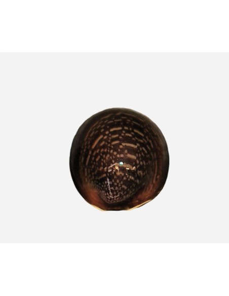 CARACOL LABIOS ROJOS 2.-3CM