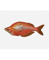 GLOSSOLEPIS INCISUS 5-6CM
