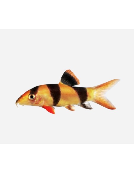 BOTIA PAYASO 5-6 CM