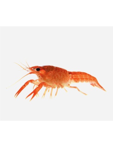 LANGOSTA NARANJA ENANA  2.5-3CM