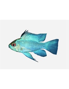 MICROGEOPHAGUS RAMIREZZI AZUL ELECTR 3-3.5