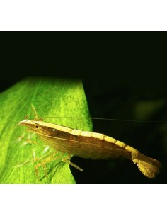 GAMBA THAILANDESA 6-7CM