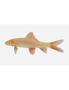 LABEO ARCOIRIS ALBINO 4.5-5CM