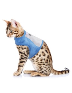 ARNES GATO SUAVE XS