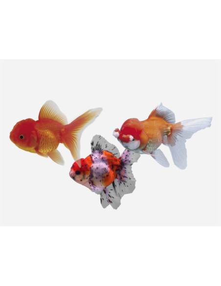 ORANDA SURTIDO HQF 8-9 CM