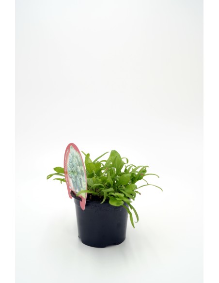 ESPINACA M 10.5 SPINACIA OLERACEA
