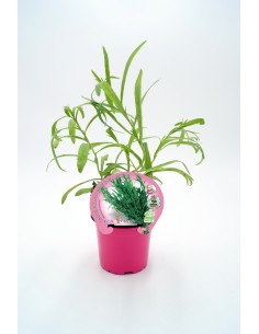 Planta Estragón M10.5  Hierba Aromática con Sabor Anisado para Cocina y Jardín