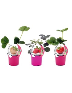 FRESA SAN ANDREAS M10,5