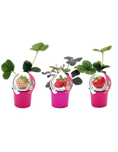 FRESA SAN ANDREAS M10,5