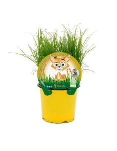 HIERBA GATO PETGRASS WHEATGRASS TRITICUM AESTIVUM