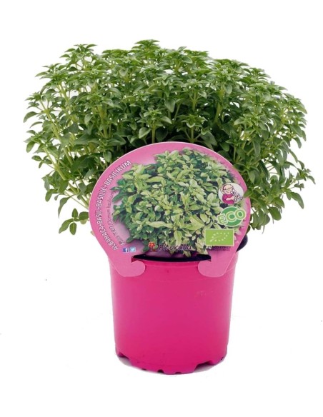 Albahaca XXXL Antimosquitos en Maceta 10.5 cm | Repelente Natural Endanea Garden