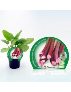 RUIBARBO M10.5 PACK 1