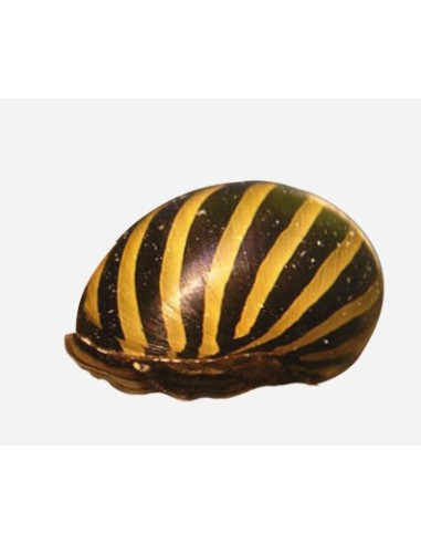 CARACOL CEBRA 2-3CM