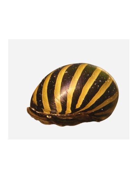CARACOL CEBRA 2-3CM