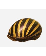 CARACOL CEBRA 2-3CM