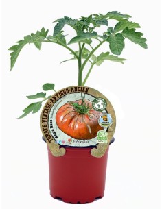 TOMATE NEGRO RUSO M10.5