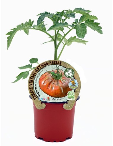 TOMATE NEGRO RUSO M10.5