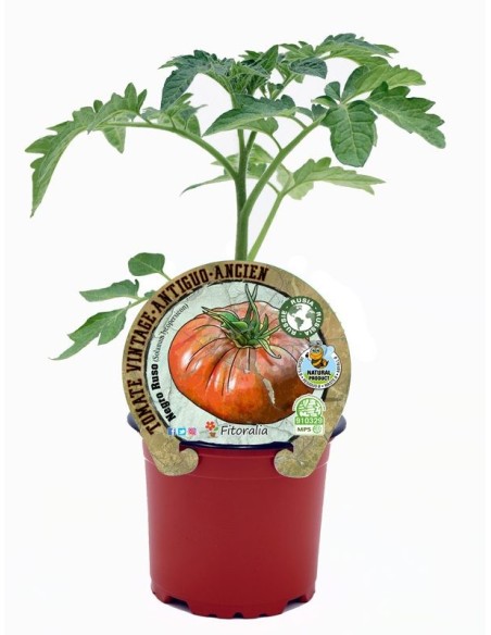 TOMATE NEGRO RUSO M10.5