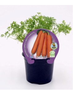 ZANAHORIA  M10.5 DAUCUS CAROTA