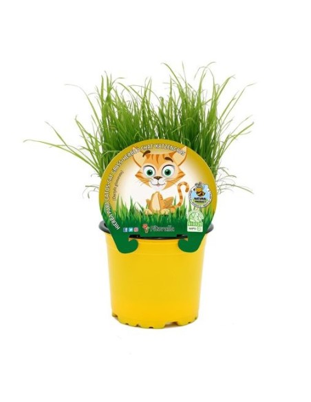 Planta Hierba Gato para Gatos | Estimula Juego y Digestión - Endanea Garden