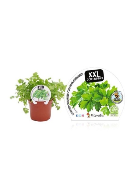 Cilantro XXL en Maceta 14 cm  Hierba Fresca y Aromática para Cocina | Endanea Garden