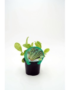 BORRAJA M10.5 BORAGO OFFICINALIS