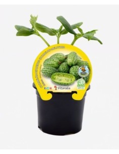 CUCAMELON M10.5 MELOTHRIA SCABRA