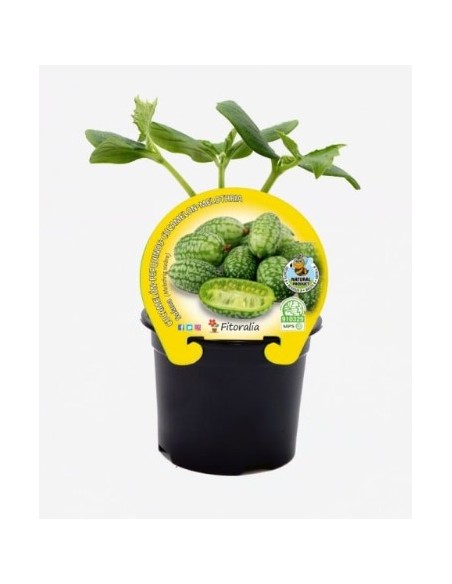 CUCAMELON M10.5 MELOTHRIA SCABRA
